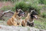 MALINOIS 538